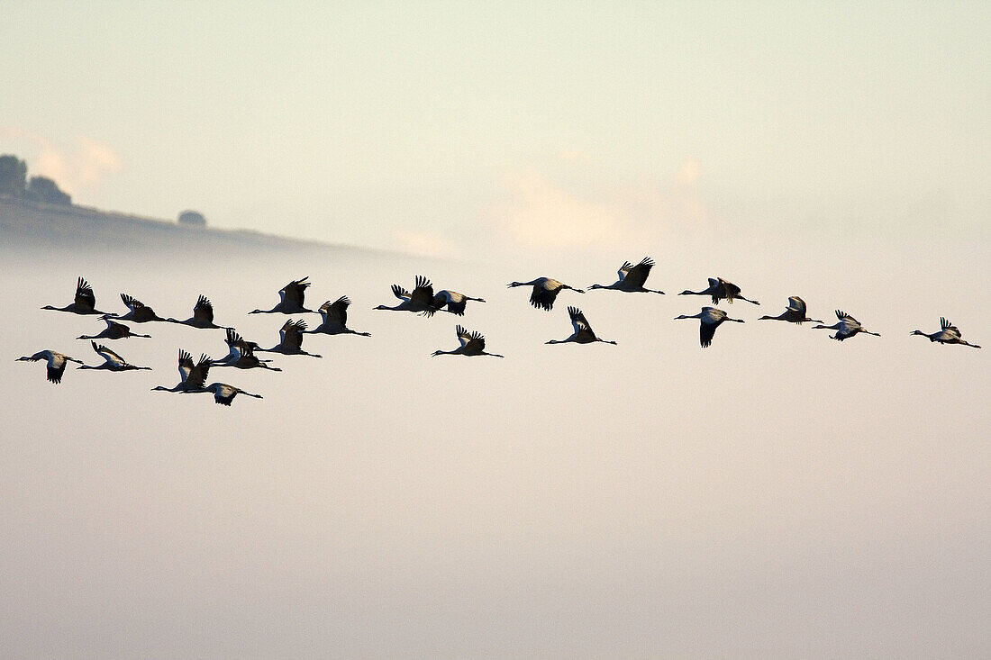 many cranes flying, gallocanta, Spain