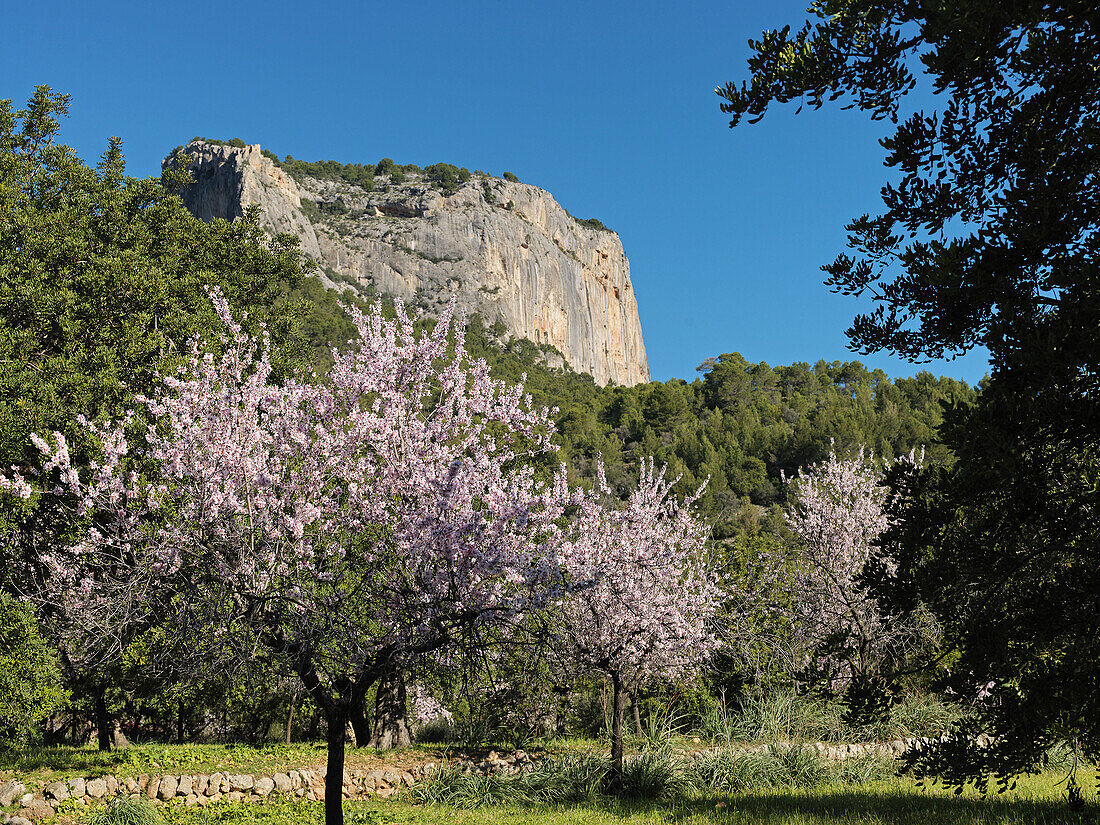 almond trees, blossoms, below the mountain Puig Son Cadena, Tramuntana Mountains, near Alaro, Majorca, Balearic Islands, Spain