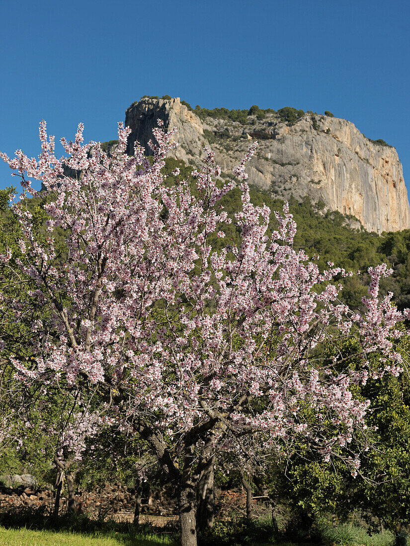 almond trees, blossoms, with the mountain Puig son Cadena in the background, near Alaro, Tramuntana Mountains, Majorca, Balearic Islands, Spain