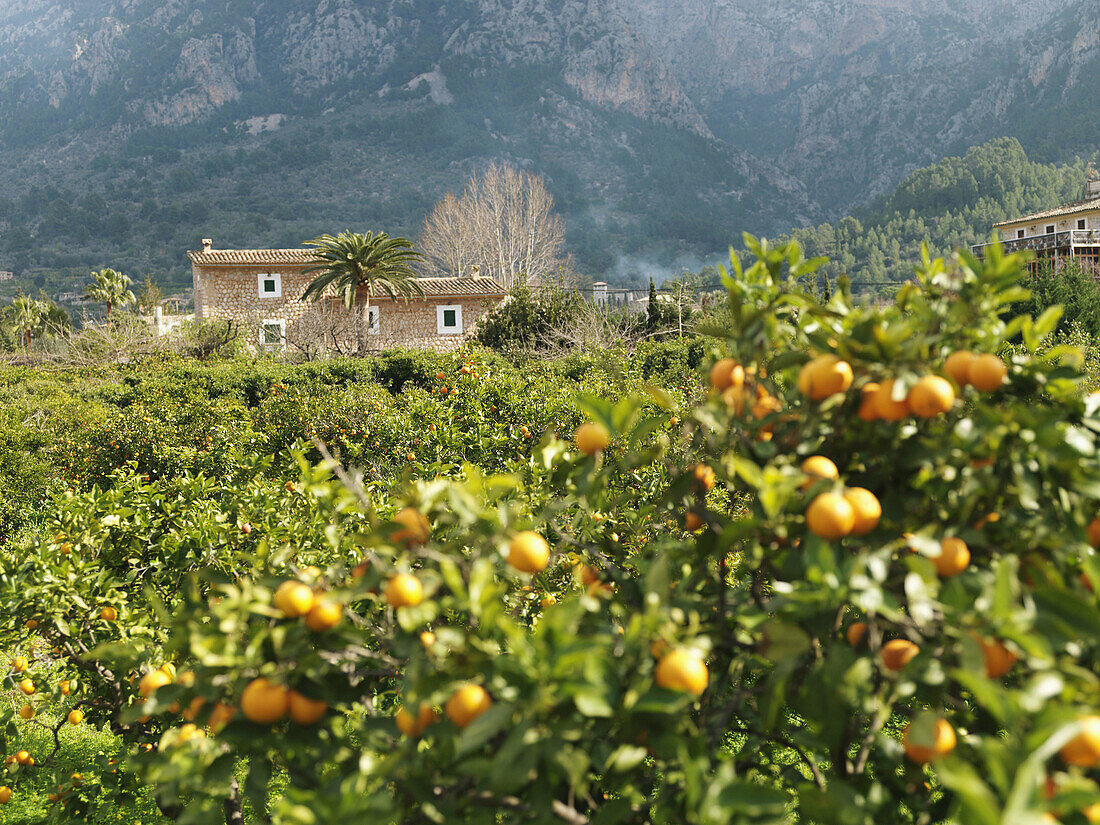 plantation of oranges, Soller, Majorca, Balearic Islands, Spain