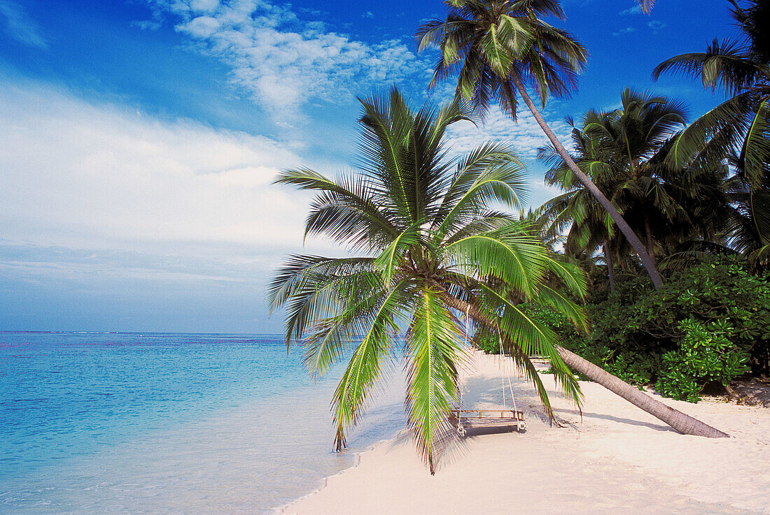Palm Trees on Tropical Beach, Maldive Islands