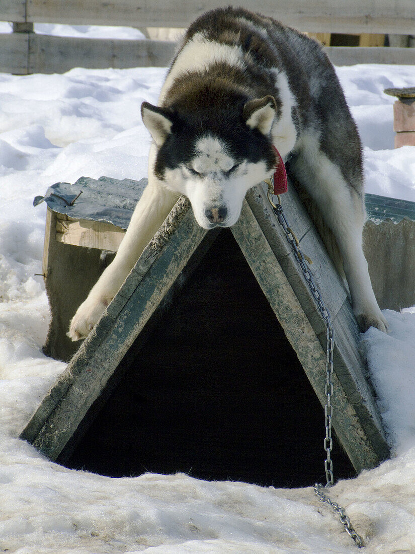 Amerika, Arbeit, Argentinien, Ausruhen, Dach, Del, Dessen, Ende, Erde, Feuer, Haus, Hund, Hunde, Hundehütte, Huski, Löffel, Monat, Monate, Müde, Patagonia, Patagonien, Ruhe, Ruhig, Schlaf, Schläfrig, Schlittenfahren, Schluss, Sibirier, still, Süden, Ushua