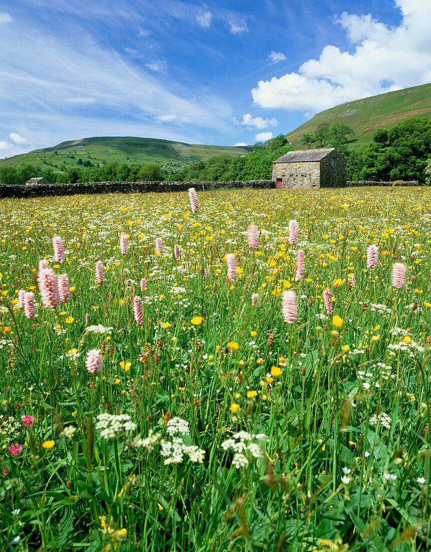 BUTTERCUP MEADOWS NEAR KELD, SWALEDALE, Yorkshire, UK, England