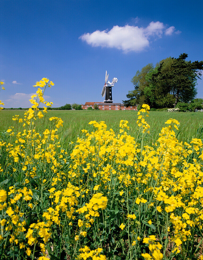 SKIDBY WINDMILL & WILDFLOWERS, SPRING, SKIDBY, YORKSHIRE, UK, England