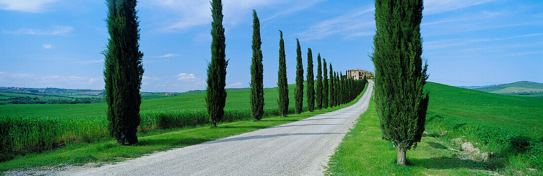 Landscape with Cypress trees lining road, General countryside, Tuscany, Italy