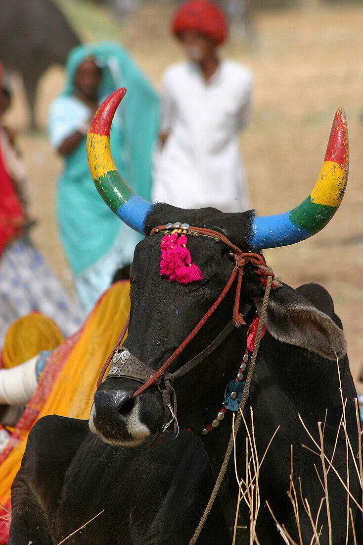 Cow with colourful horns, General, Rajasthan, India