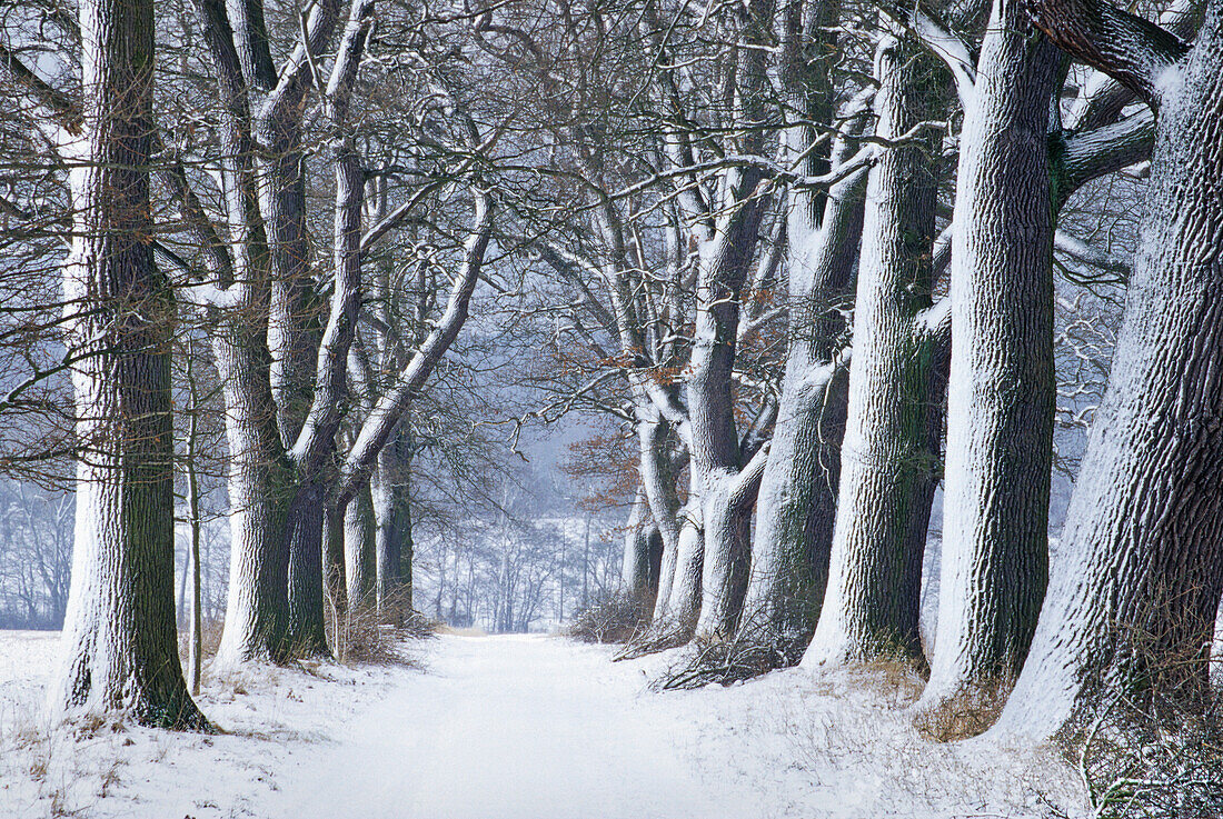 Allee im Winter, Bayern, Deutschland