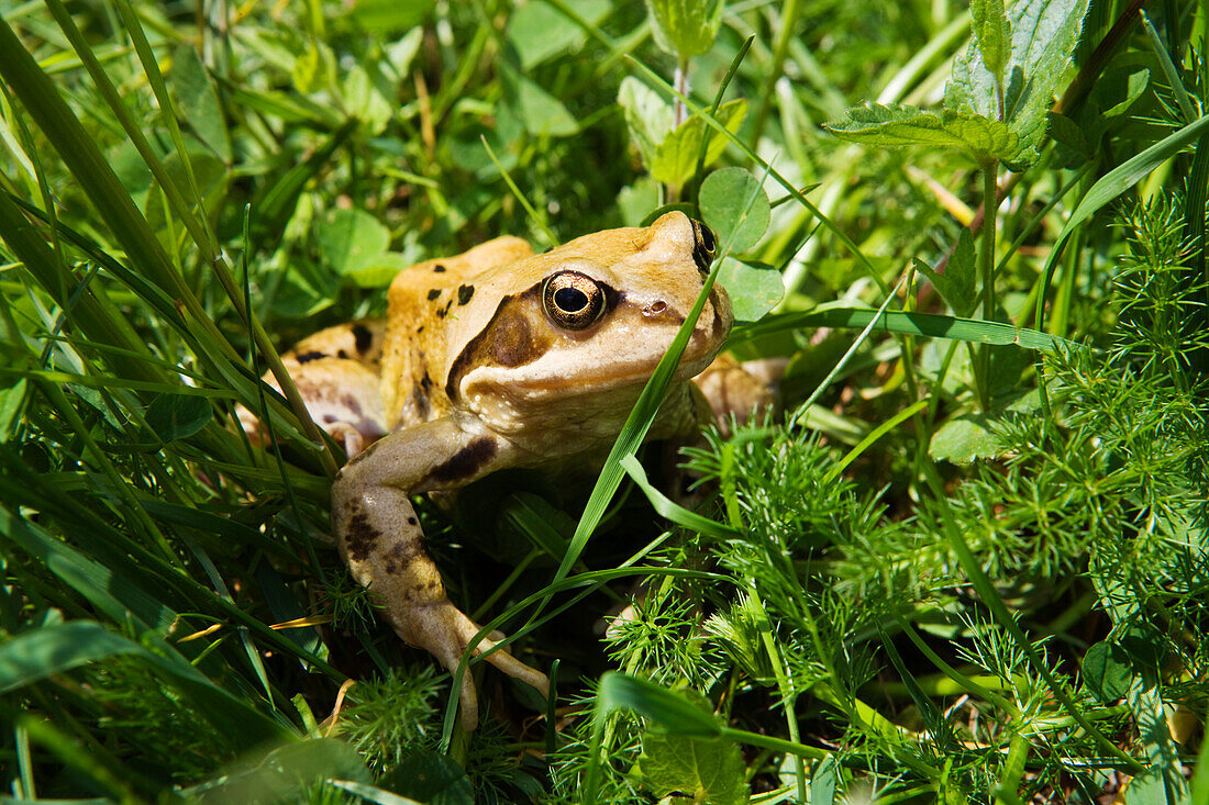Grass frog (Rana temporaria), Ore mountains, Saxony, Germany