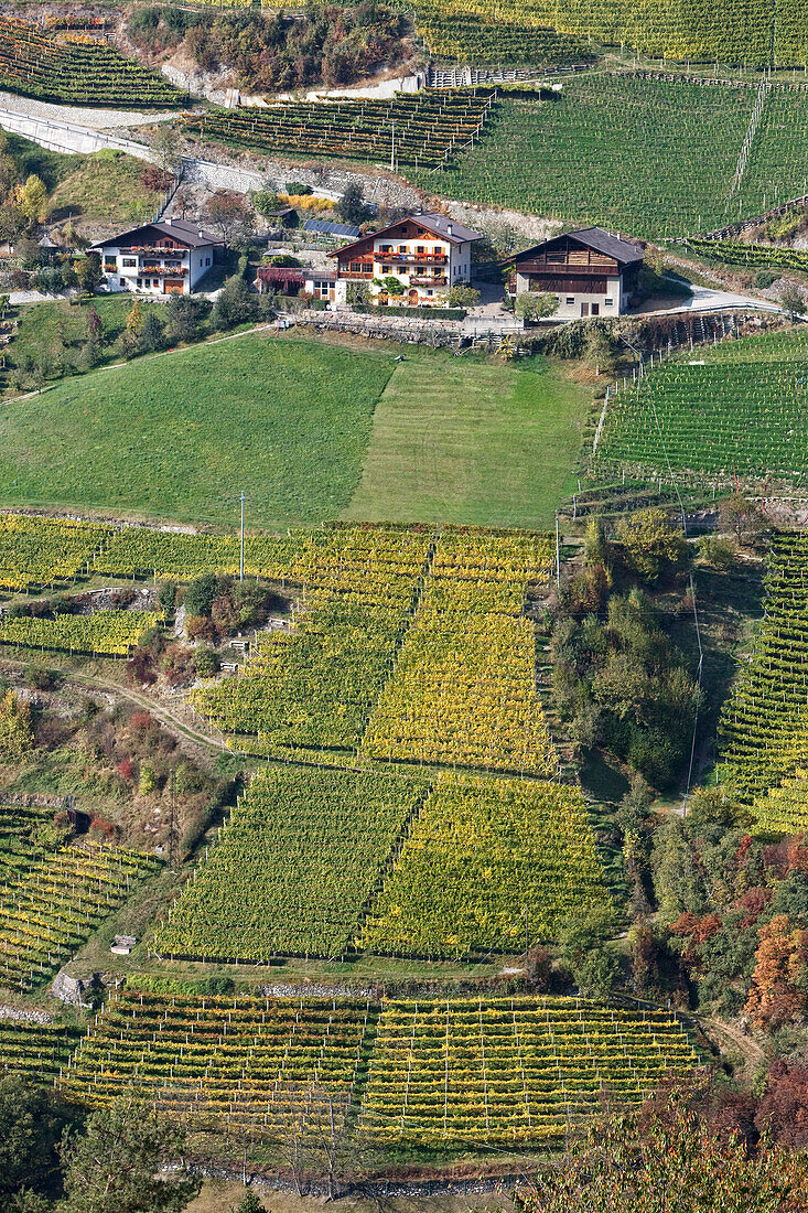 Weinberge bei Bozen, Trentino-Alto Adige, Italien