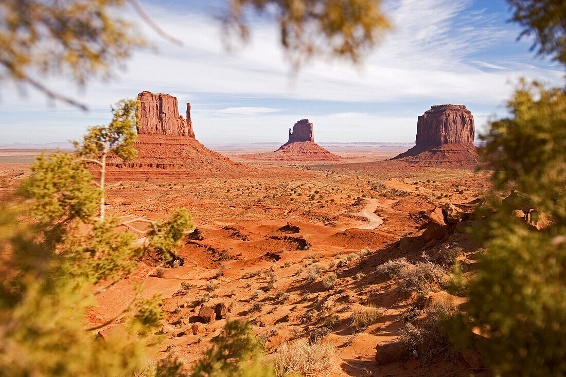 View through a bush into the Monument Valley, Monument Valley, Arizona, USA