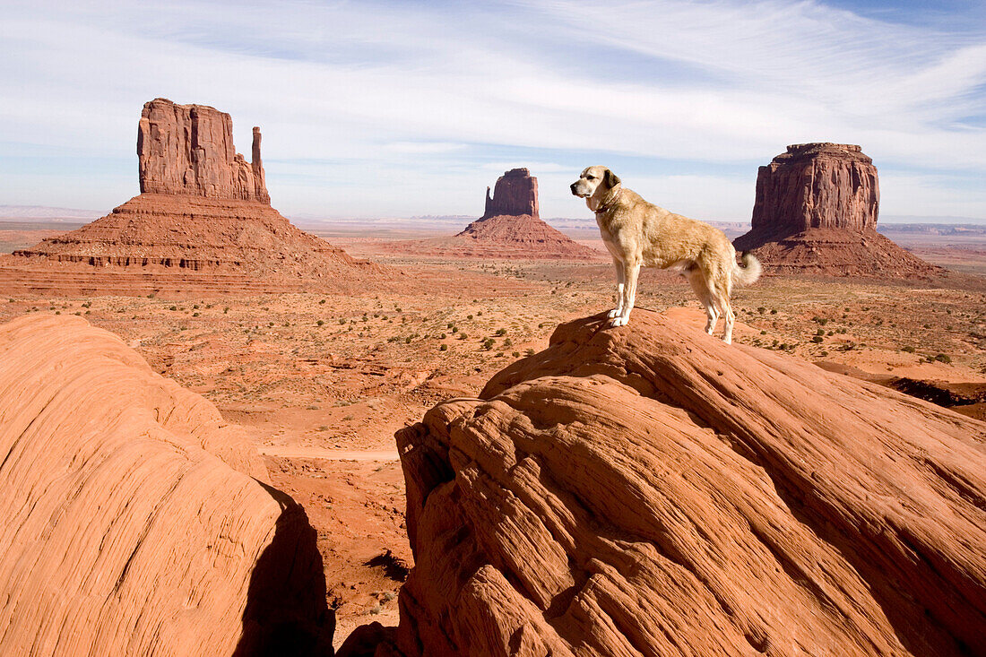 Hund steht auf Felsen im Monument Valley, Anatolischer Hirtenhund, Kangal, Monument Valley, Arizona, USA