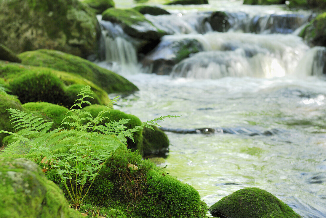 Kleine Ohe, Waldhäuser, Spiegelau, Nationalpark Bayerischer Wald, Niederbayern, Bayern, Deutschland