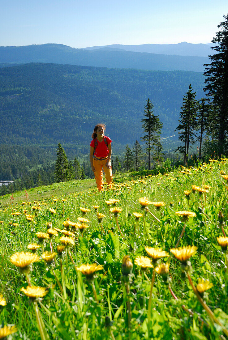 Woman hiking through meadow of dandelions, Great Arber, Bavarian Forest National Park, Lower Bavaria, Bavaria, Germany
