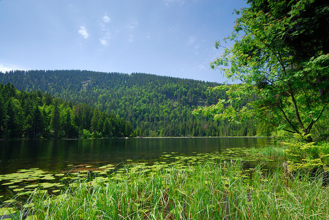 Gerat Arber Lake, Bavarian Forest National Park, Lower Bavaria, Bavaria, Germany