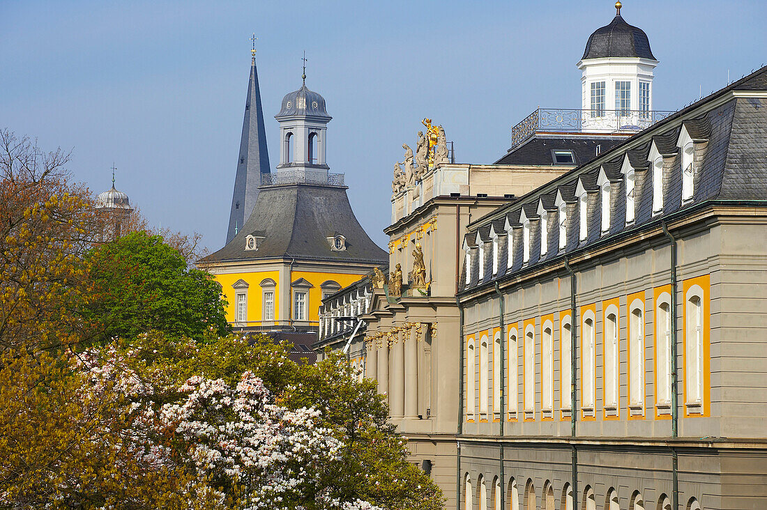 Frühling,  Morgen, Rheinische Friedrich-Wilhelms-Universität Bonn, Nordrhein-Westfalen, Deutschland, Europa