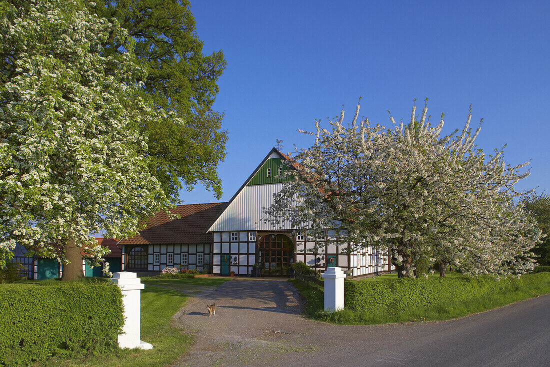 Half timbered house, Herford, North Rhine-Westphalia, Germany