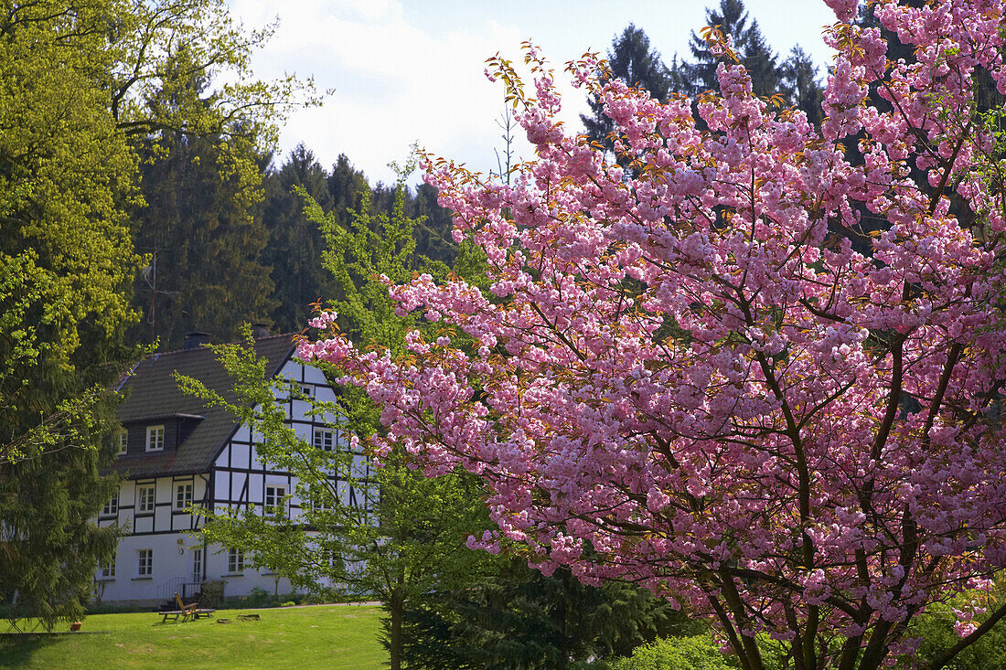 Blühende Japanische Kirsche, Fachwerkhaus im Hintergrund, Naturpark Arnsberger Wald, Möhnesee, Sauerland, Nordrhein-Westfalen, Deutschland