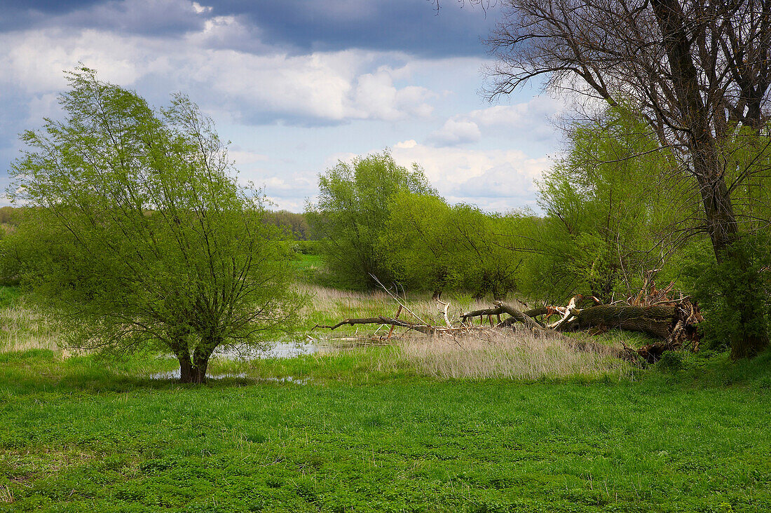 Spring, day, pastures at Dormagen-Zons, Rhineland, North Rhine-Westphalia, Germany, Europe