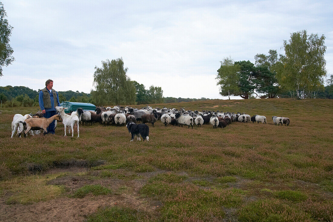 outdoor photo, Evening, Late summer, Westruper Heide, Heath, Moorland sheep, Goat, Hohe Mark, Münsterland, North Rhine-Westphalia, Germany, Europe