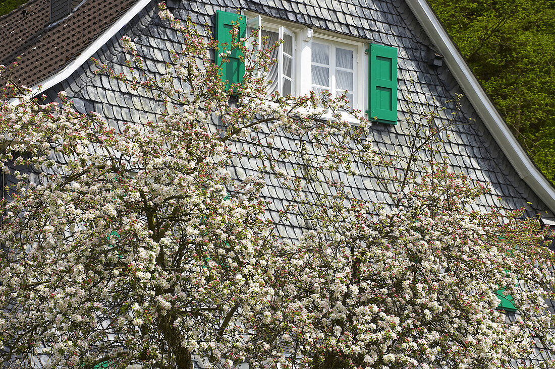 Blühender Apfelbaum, Solingen, Bergisches Land, Nordrhein-Westfalen, Deutschland