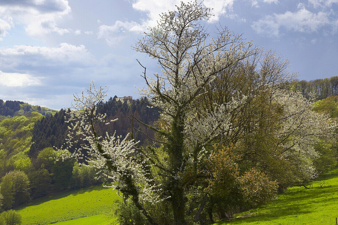 Cherry blossom, Solingen, Bergisches Land, North Rhine-Westphalia, Germany