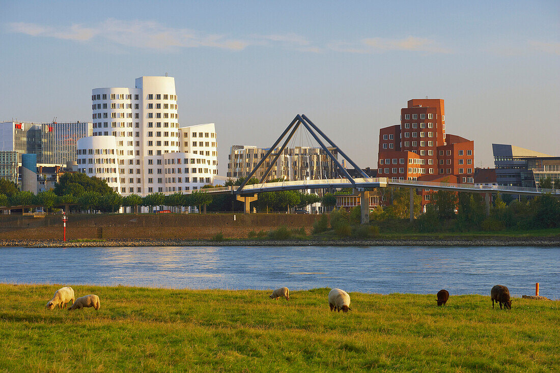 Late summer, View from Pastures at Düsseldorf - Oberkassel at Düsseldorf with MedienHafen, Lower Rhine, North Rhine-Westphalia, Germany, Europe