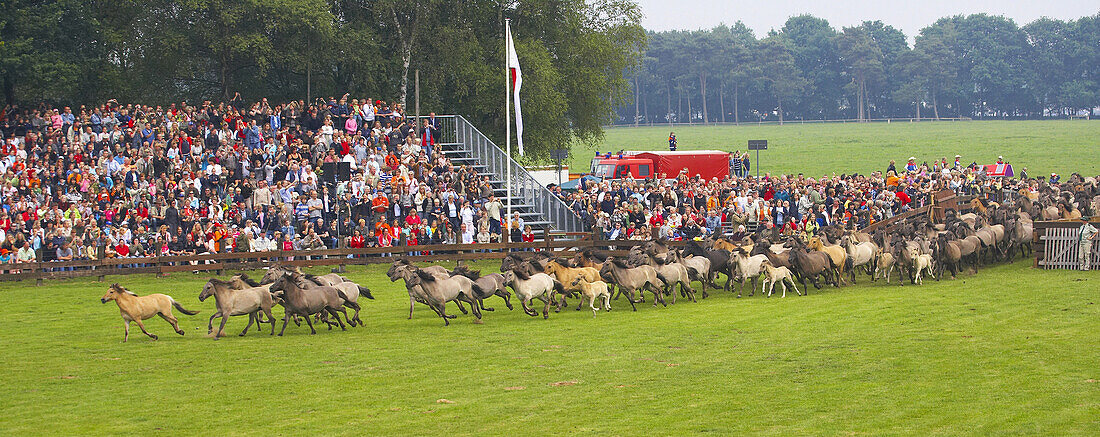 Wildpferdefang im Merfelder Bruch bei Dülmen, Münsterland, Nordrhein-Westfalen, Deutschland