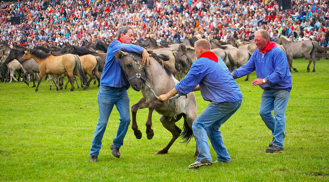 outdoor photo, spring, catching wild horses at the Merfelder Bruch near Dülmen, Münsterland, North Rhine-Westphalia, Germany, Europe