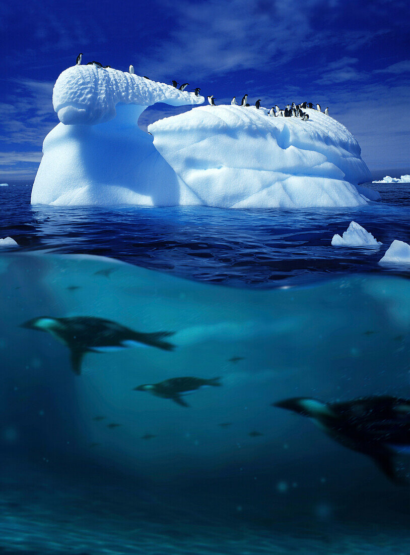 Iceberg with penguins and penguins under water, Antarctic Peninsula, Antarctica