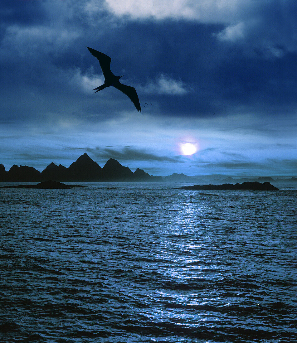 Flying albatross above the water at moonlight, Patagonia, Argentina, South America, America