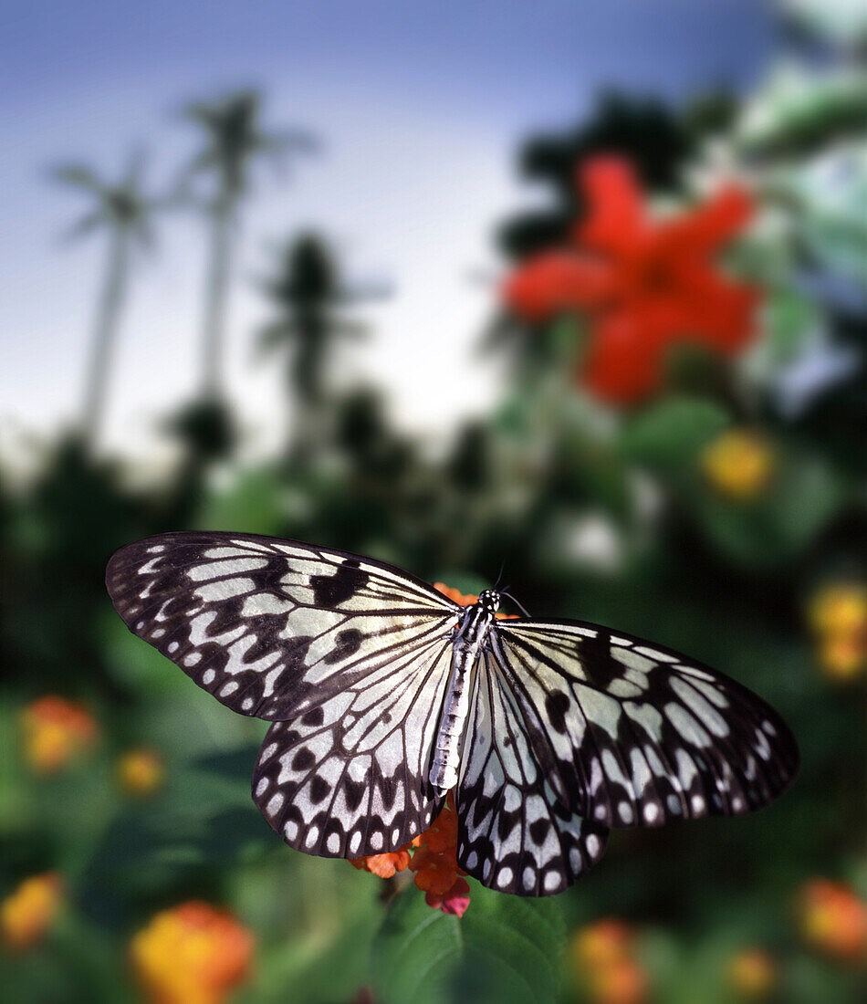 Paper kite butterfly on a flower, Bohol Island, Visayas, Philippines, asia