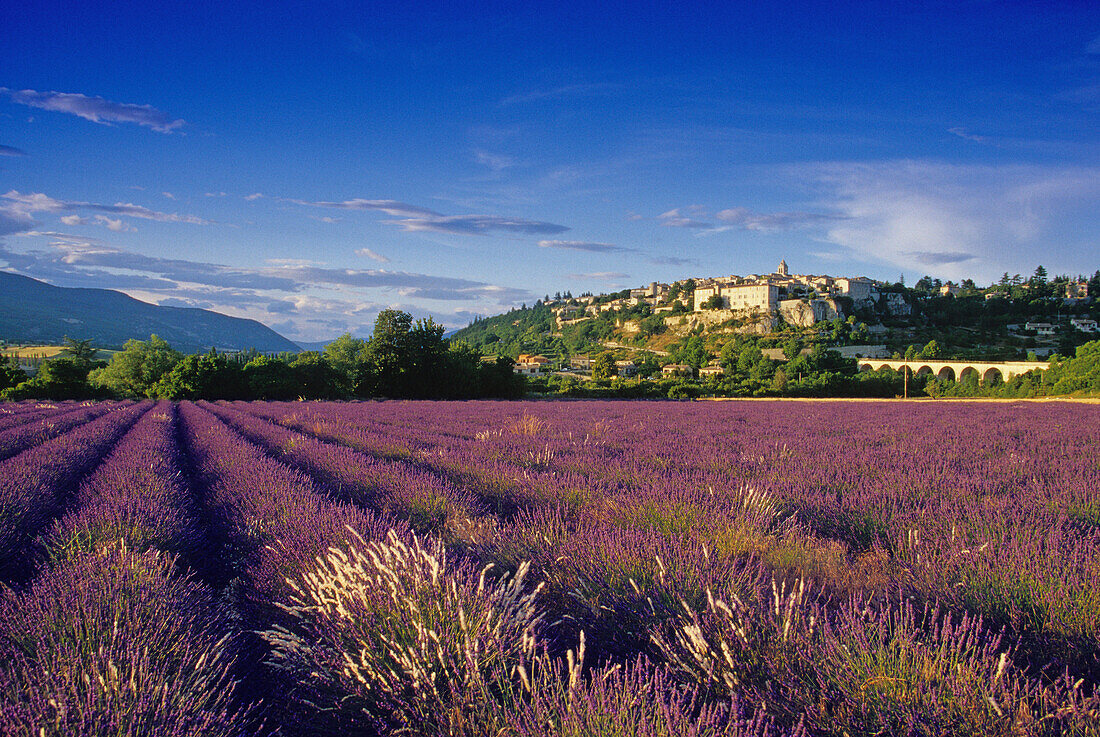 Blick über Lavendelfelder zum Dorf Sault im Sonnenlicht, Vaucluse, Provence, Frankreich, Europa