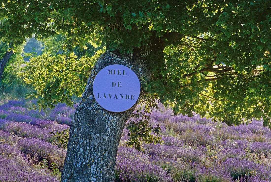 Werbung für Lavendelhonig an einem Baum im Lavendelfeld, Vaucluse, Provence, Frankreich, Europa