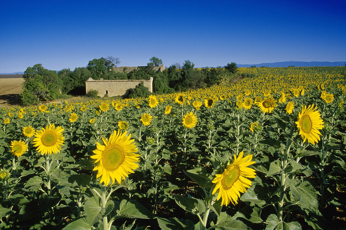 Sonnenblumenfeld unter blauem Himmel, Plateau de Valensole, Alpes-de-Haute-Provence, Provence, Frankreich, Europa