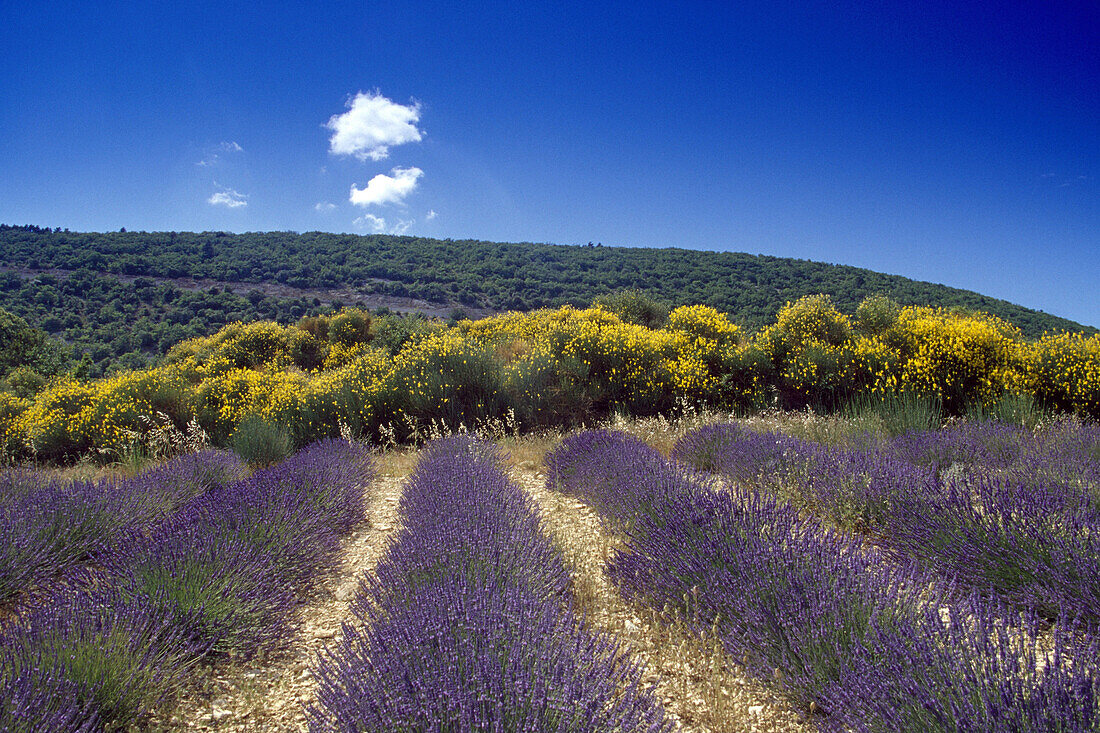 Lavendel und Ginster unter blauem Himmel, Plateau de Valensole, Alpes-de-Haute-Provence, Provence, Frankreich, Europa