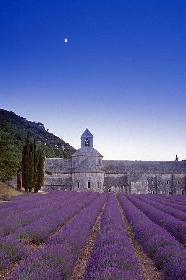 Mond über der Klosterkirche Abbaye de Senanque im Lavendelfeld, Vaucluse, Provence, Frankreich, Europa