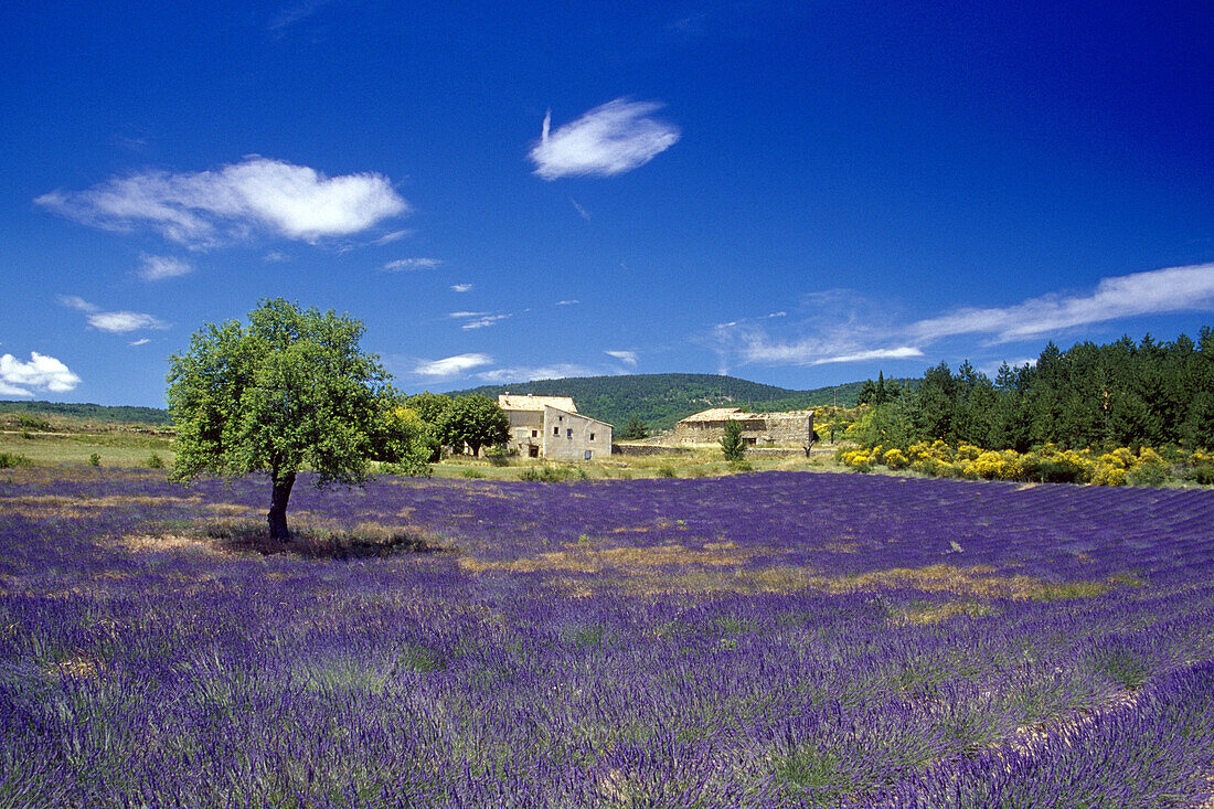 Bauernhof und Lavendelfeld unter blauem Himmel, Vaucluse, Provence, Frankreich, Europa