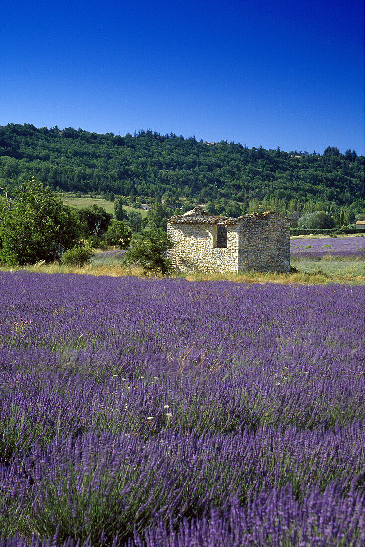 Lavendelfeld und Hütte unter blauem Himmel, Vaucluse, Provence, Frankreich, Europa