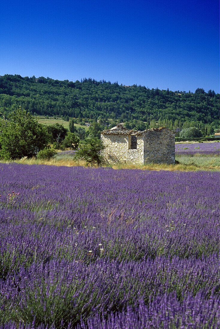 Lavender field and hut under blue sky, Vaucluse, Provence, France, Europe