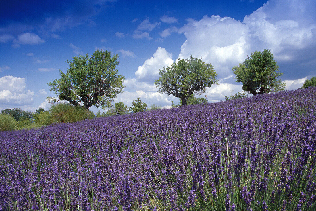 Almond trees in lavender field under clouded sky, Plateau de Valensole, Alpes de Haute Provence, Provence, France, Europe
