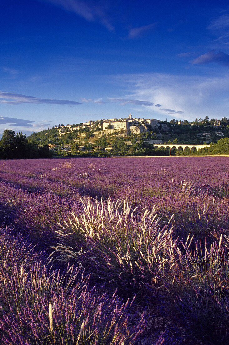 View over lavender fields to the village Sault, Vaucluse, Provence, France, Europe