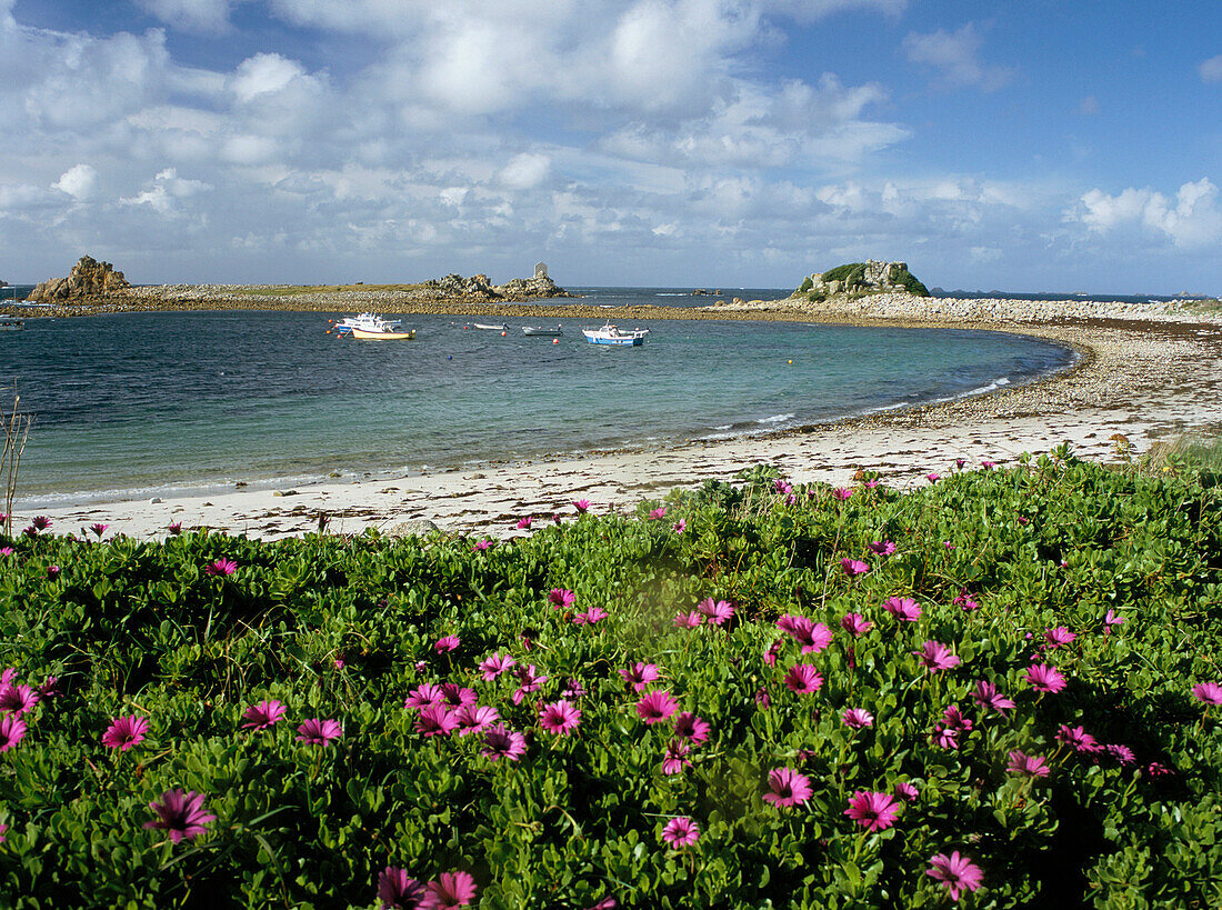 View of Periglis Beach over wildflowers, Isles of Scilly, St Agnes, Cornwall, UK, England