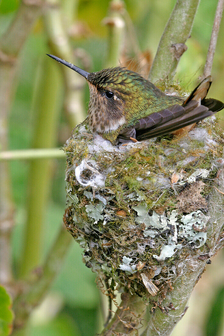 Nesting Hummingbird, Wildlife, Costa Rica