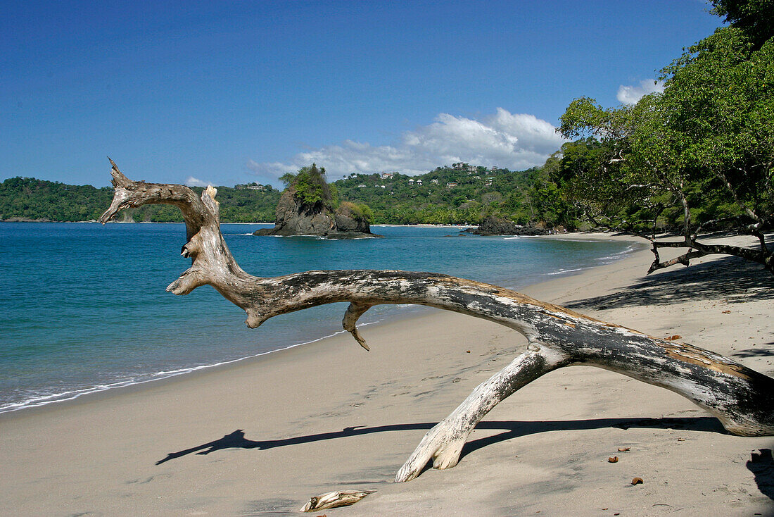 Beach scene with driftwood, Manuel Antonio, Costa Rica