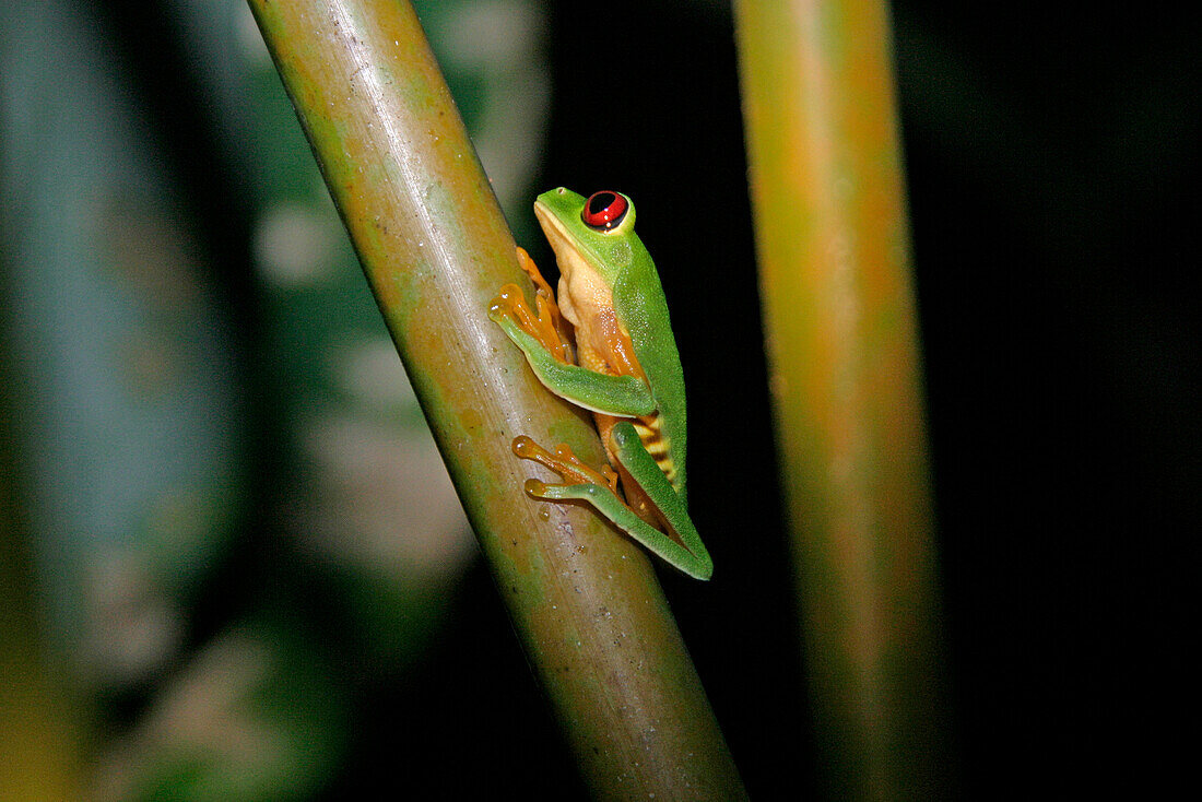 Red Eyed Tree Frog on tree trunk against black night sky, Wildlife, Costa Rica
