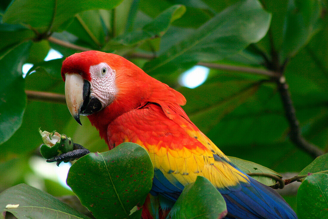 Scarlet Macaw in tree, Wildlife, Costa Rica