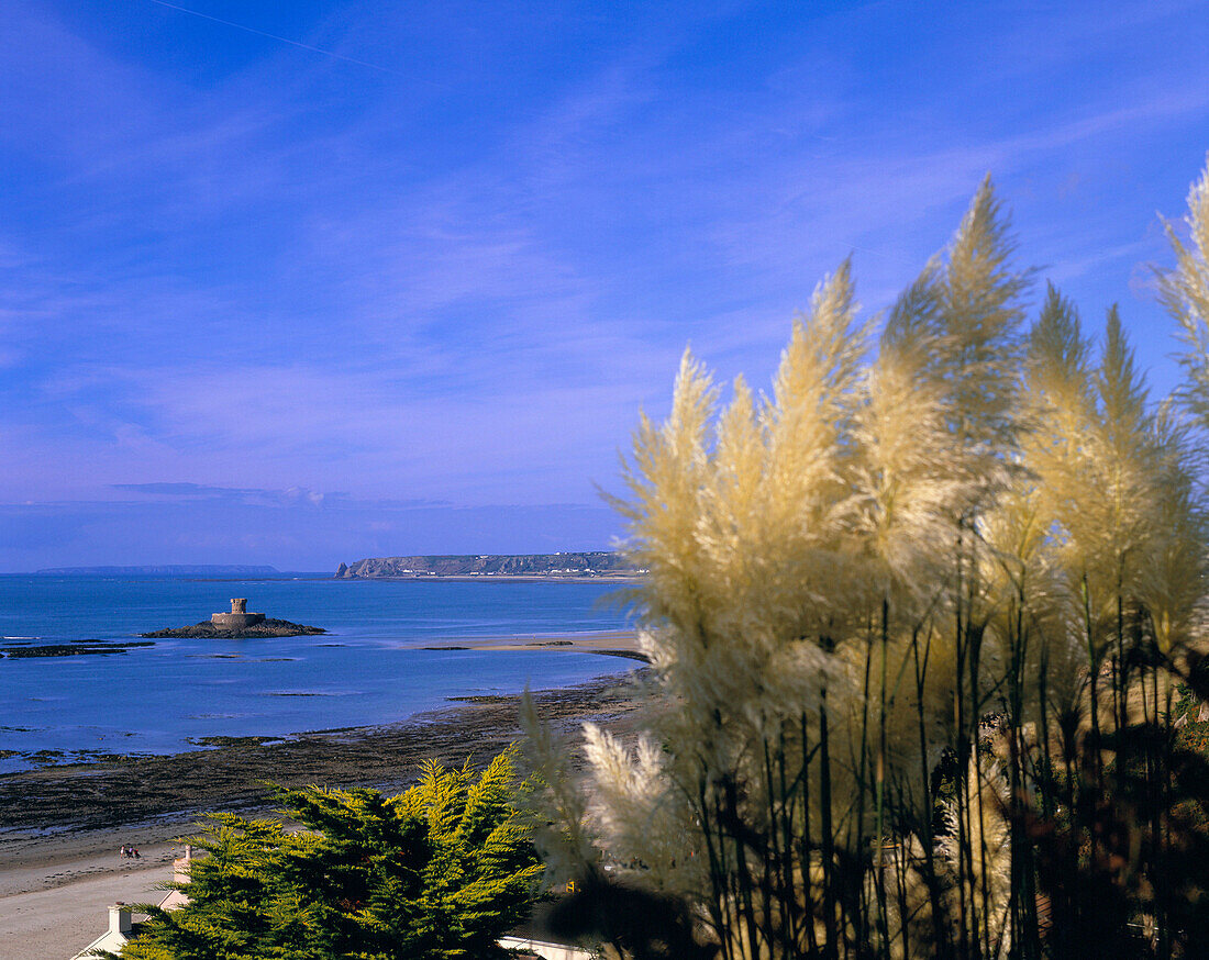 View to Rocco Tower with pampas grass in bloom in the foreground, St Ouen's Bay, Jersey, UK, Channel Islands