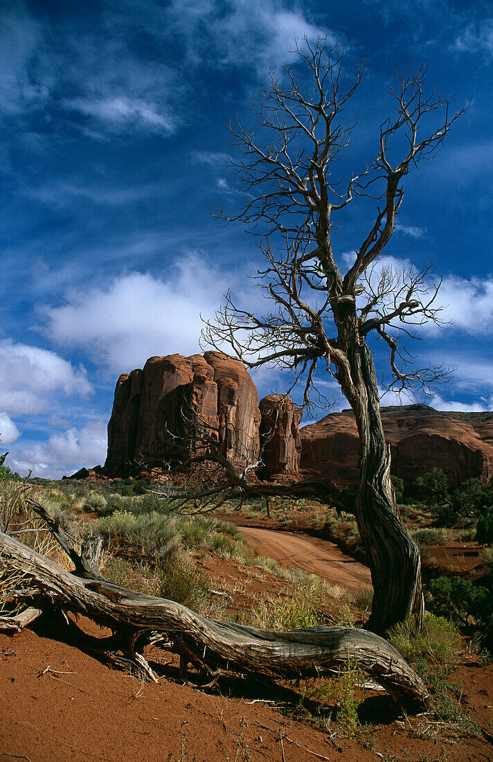Typical scenery with dead tree in Navajo Tribal Park, Monument Valley, Arizona, USA