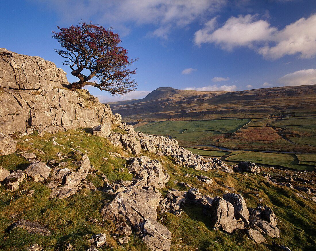 Hillscape with Tree (autumn), Ingleborough, Yorkshire, UK, England