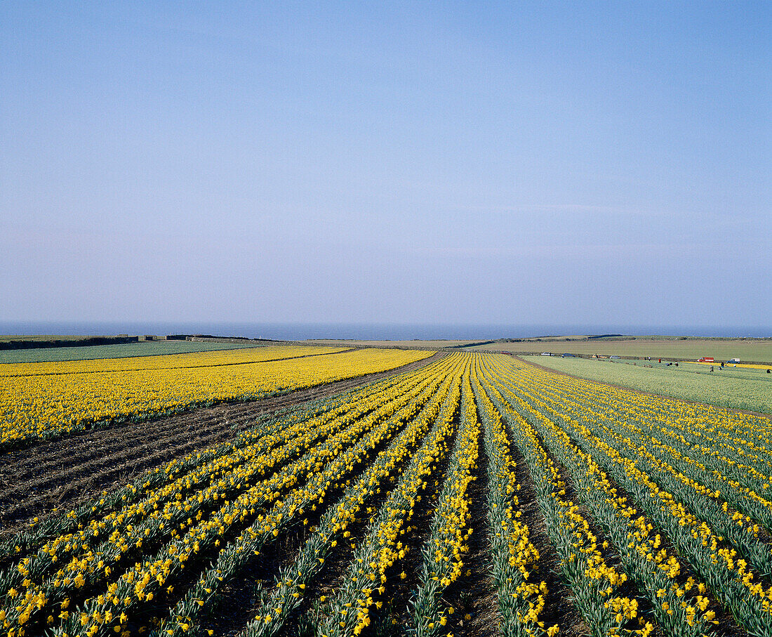 Daffodil Farm, General, UK, Wales